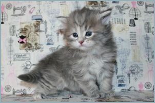 Female Siberian Kitten from Deedlebug Siberians